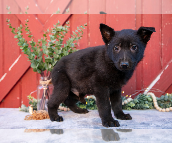 Medium Photo #3 German Shepherd Dog Puppy For Sale in GREENWICH, OH, USA