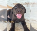 Puppy Molly Labrador Retriever