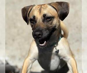 Chug Dogs for adoption in Santa Barbara, CA, USA
