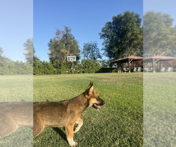 Medium Photo #2 German Shepherd Dog-Unknown Mix Puppy For Sale in Dana Point, CA, USA