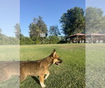 Small #1 German Shepherd Dog Mix