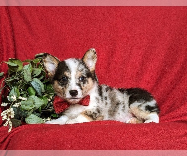 Medium Photo #4 Pembroke Welsh Corgi Puppy For Sale in CHRISTIANA, PA, USA
