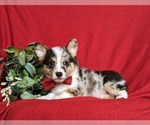 Small Photo #4 Pembroke Welsh Corgi Puppy For Sale in CHRISTIANA, PA, USA
