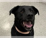Small #1 Labrador Retriever