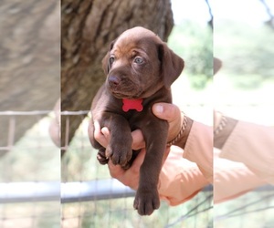 Labrador Retriever Puppy for sale in SAN ANTONIO, TX, USA