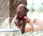 Image preview for Ad Listing. Nickname: Litter of 5