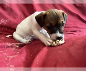 Jack Russell Terrier Puppy for sale in UNITY, NH, USA