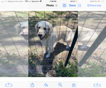 Small #1 English Cream Golden Retriever