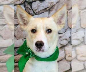 Mutt Dogs for adoption in Kennesaw, GA, USA