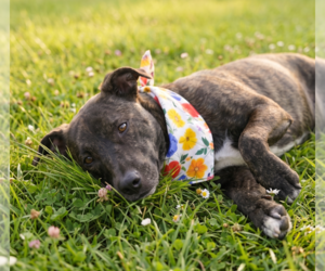 Labrador Retriever-Unknown Mix Dogs for adoption in Grovertown, IN, USA
