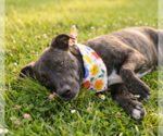 Small Labrador Retriever Mix