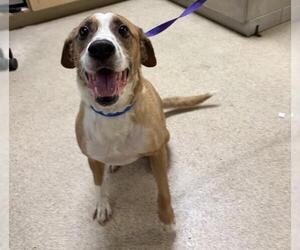 Beagle-Unknown Mix Dogs for adoption in Riverside, CA, USA