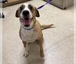 Small Beagle Mix