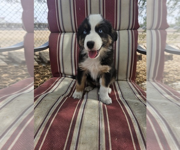 Medium Photo #1 Australian Shepherd Puppy For Sale in PHOENIX, AZ, USA