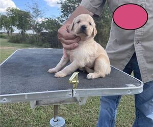 Golden Retriever Puppy for Sale in CHINA SPRING, Texas USA