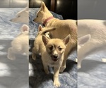 Small #73 Pomsky