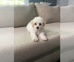 Small Photo #3 Shih-Poo Puppy For Sale in ALEXANDRIA, VA, USA