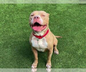 American Pit Bull Terrier Dogs for adoption in Orange, CA, USA