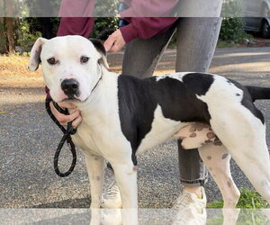 Mutt Dogs for adoption in Bellevue, WA, USA