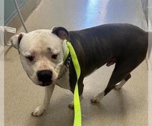 Mutt Dogs for adoption in Newton, NC, USA