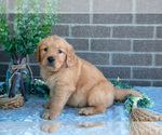 Small #2 Golden Retriever