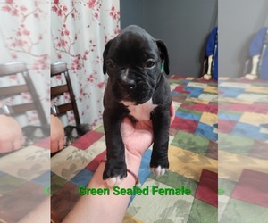 Boxer Puppy for sale in MT ZION, IL, USA