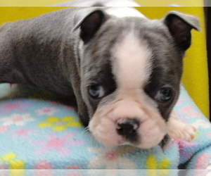Boston Terrier Puppy for sale in BEND, OR, USA