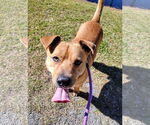 Small #2 Black Mouth Cur Mix