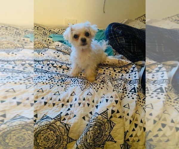 Medium Photo #1 Maltese Puppy For Sale in LAKE STEVENS, WA, USA
