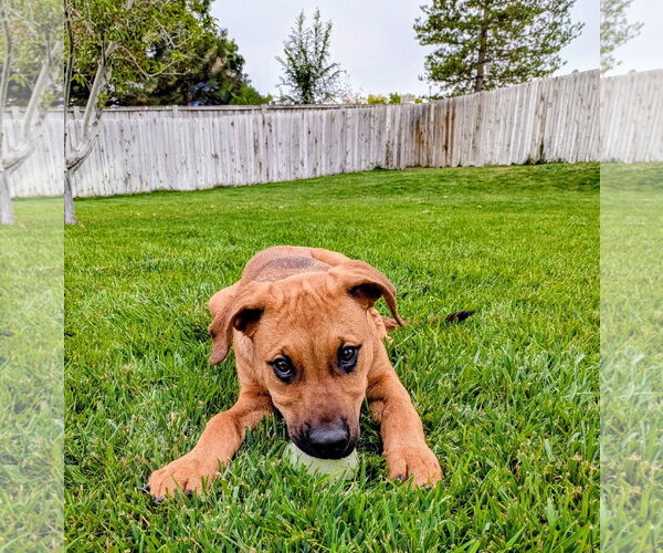 Medium Photo #16 Mutt Puppy For Sale in Sandy, UT, USA