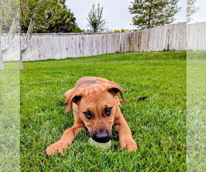 Artie Marie - Female Mutt Dog for Adoption - Photo #16