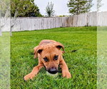 Small Photo #16 Mutt Puppy For Sale in Sandy, UT, USA