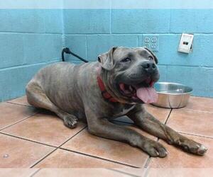 American Pit Bull Terrier Dogs for adoption in Downey, CA, USA