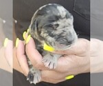 Puppy ZEUS Great Dane