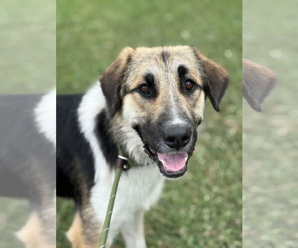 Medium Photo #3 Australian Shepherd-Unknown Mix Puppy For Sale in Virginia Beach, VA, USA