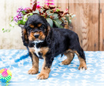 Small Photo #21 Cocker Spaniel Puppy For Sale in WAKARUSA, IN, USA