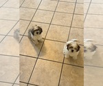 Litter of 2 - Male Shih TzuLitter of Puppies for Sale - Photo #5