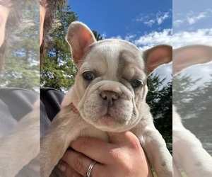 French Bulldog Puppy for sale in SUSSEX, WI, USA