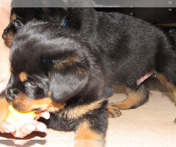 Medium Photo #9 Rottweiler Puppy For Sale in SPOKANE, WA, USA
