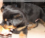 Small Photo #9 Rottweiler Puppy For Sale in SPOKANE, WA, USA