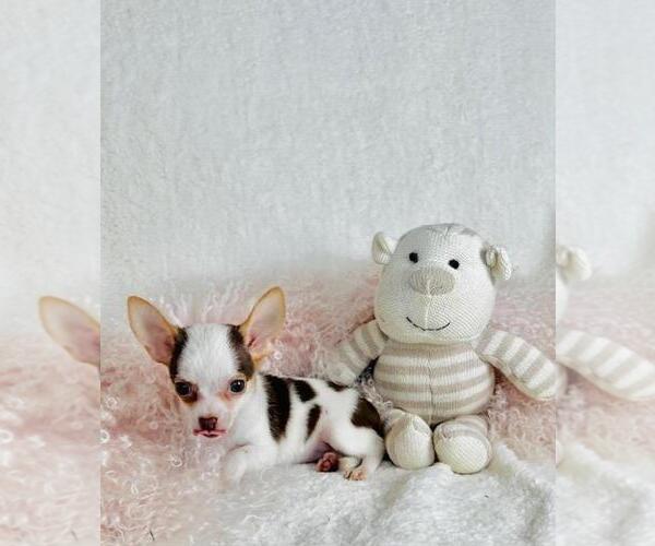 Medium Photo #15 Chihuahua Puppy For Sale in BEVERLY HILLS, CA, USA