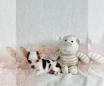Small #14 Chihuahua