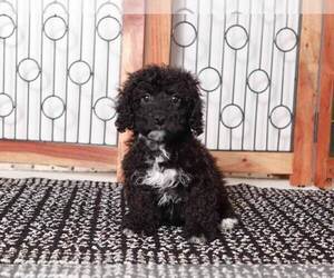 Poodle (Standard) Puppy for sale in NAPLES, FL, USA