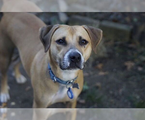Medium Photo #3 Labrador Retriever-Unknown Mix Puppy For Sale in Boston, MA, USA