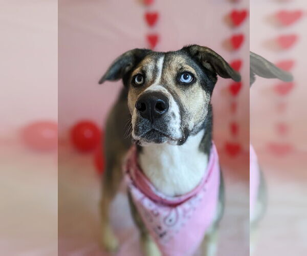 Medium Photo #4 Siberian Husky-Unknown Mix Puppy For Sale in Cedar Crest, NM, USA