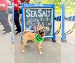 Small #4 Box-a-Pug