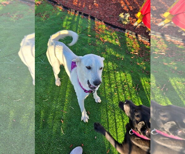 Medium Photo #3 Great Pyrenees-Unknown Mix Puppy For Sale in Winter Park, CO, USA