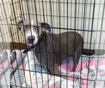 Small American Pit Bull Terrier Mix