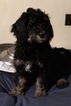 Small Photo #1 Bernedoodle Puppy For Sale in LORETTA, WI, USA