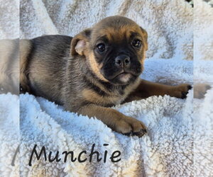 Pug-Unknown Mix Dogs for adoption in Phelan, CA, USA